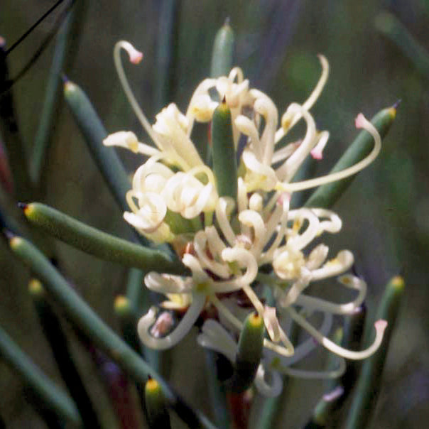 Dagger Hakea