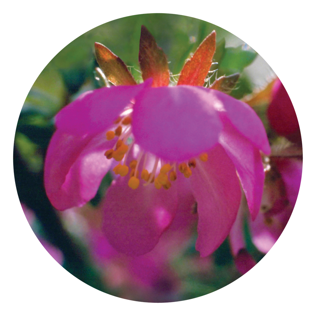 Dog Rizz Flower Dog Rose - Australia – Australian Bush Flower Essences