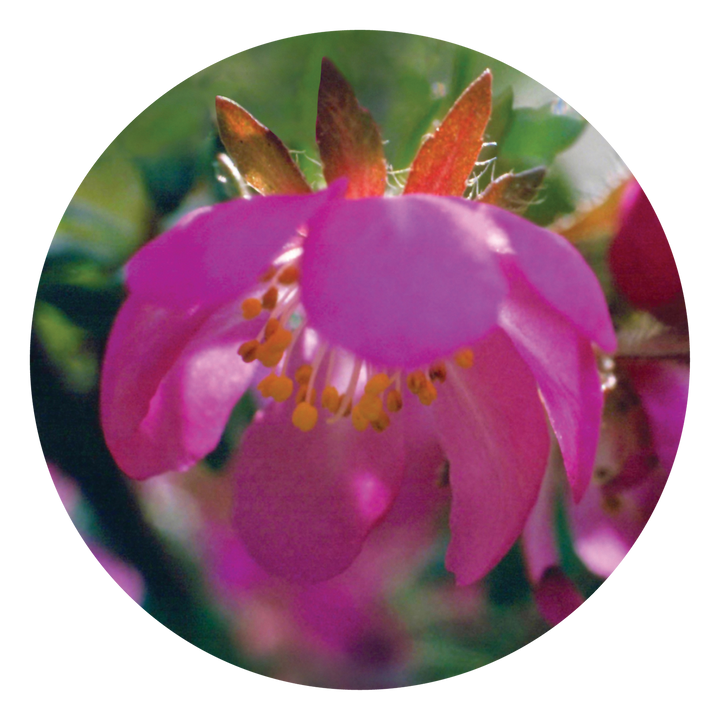 Dog Rose - Australia