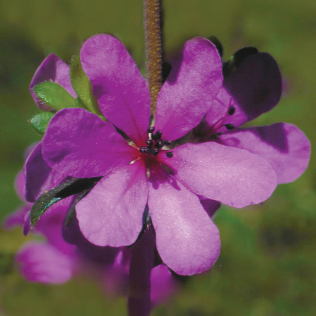 Dog Rose of the Wild Forces