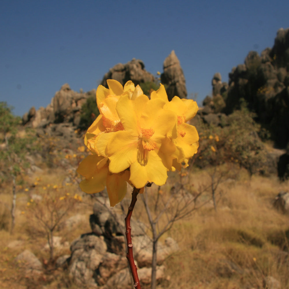 Ian's February Newsletter 2026