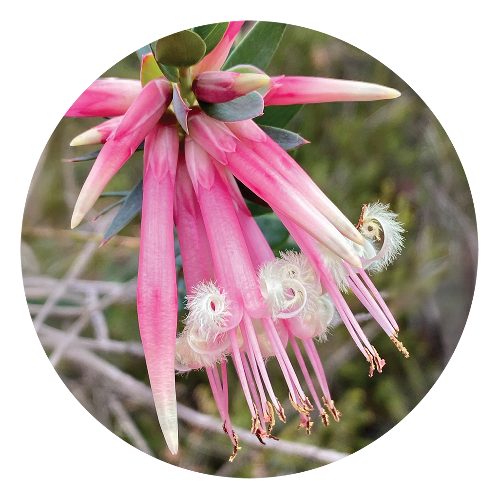 Five Corners Australia Australian Bush Flower Essences