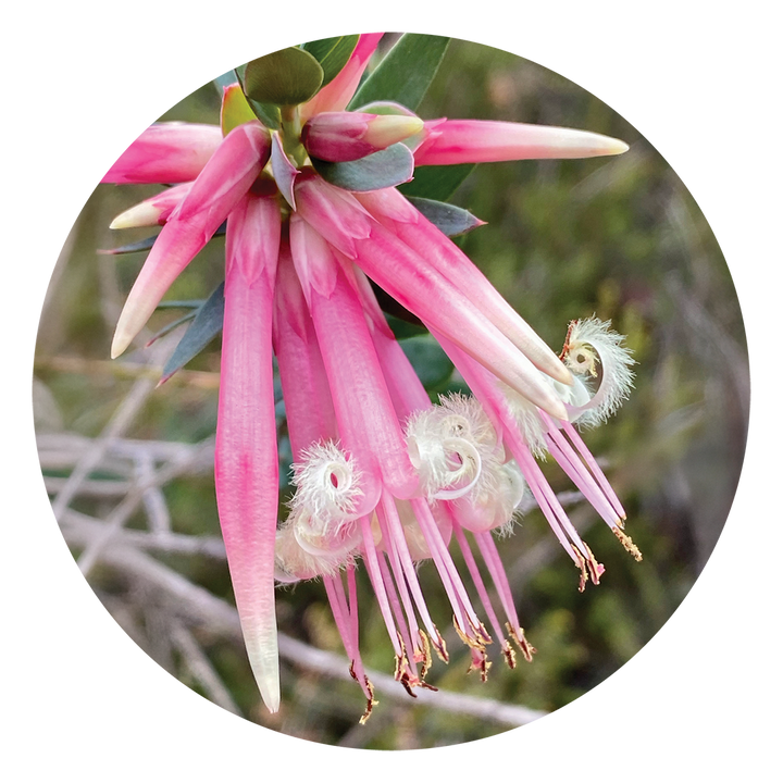 Five Corners - Australia