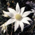 Flannel Flower