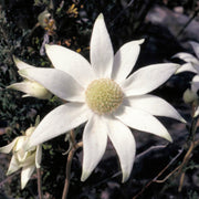 Flannel Flower - Australia