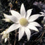 Flannel Flower - Australia