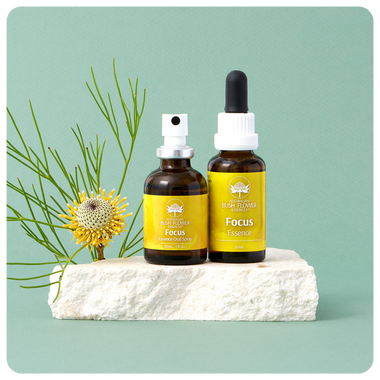 Focus Essence Bundle