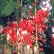 Freshwater Mangrove - Australia