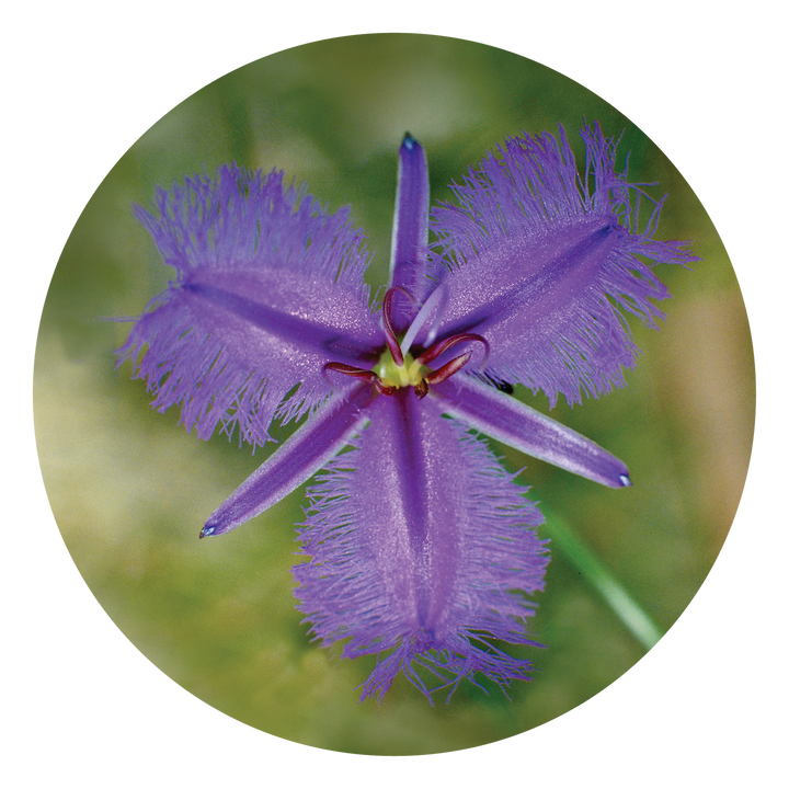 Fringed Violet - Australia