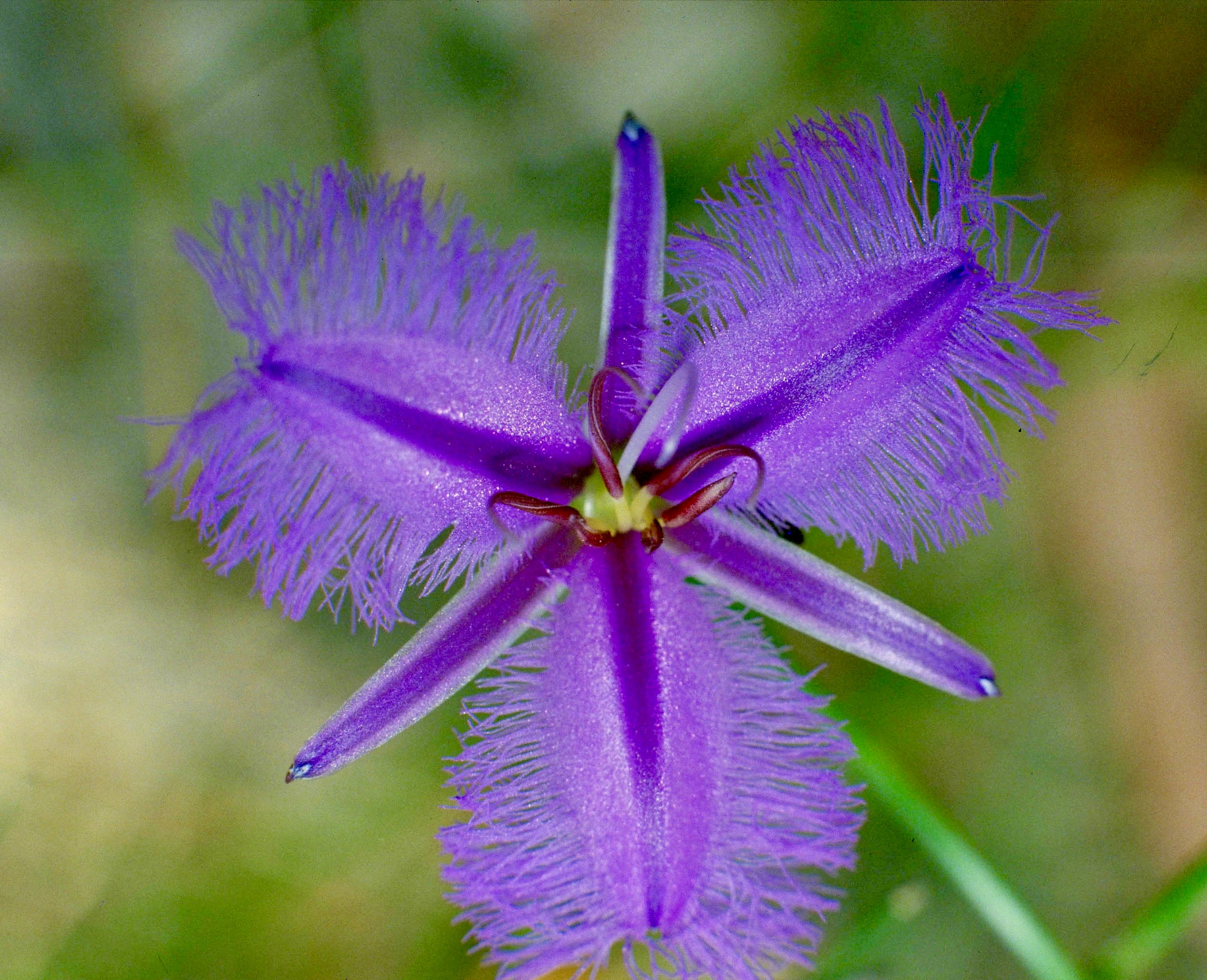 Fringed Violet â Australian Bush Flower Essences