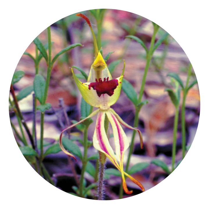 Green Spider Orchid - Australia