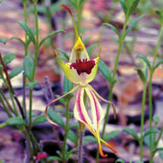 Green Spider Orchid - Australia