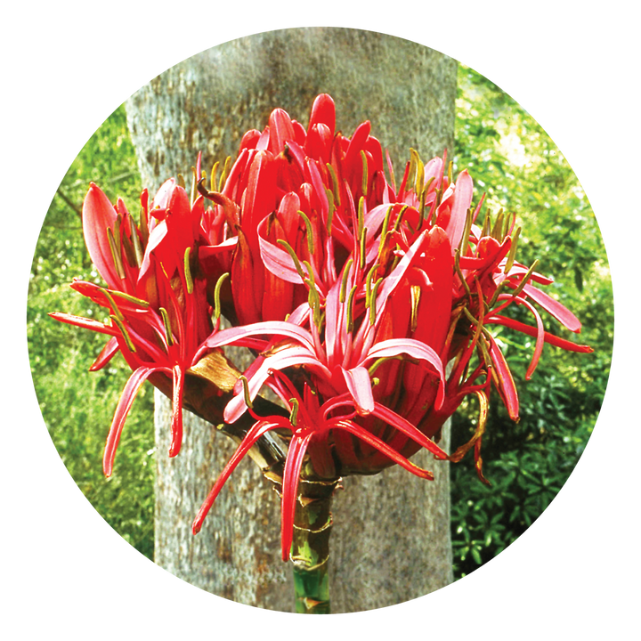 Gymea Lily Essence, derived from the Giant Lily with its towering stem and large red flowers, transforms arrogance into humility and provides strength for those ahead of their peers. Ideal for intense, extroverted and charismatic individuals seeking balance.