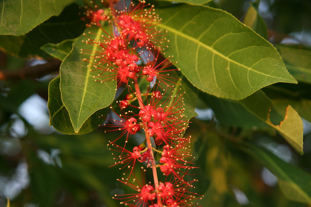 Freshwater Mangrove