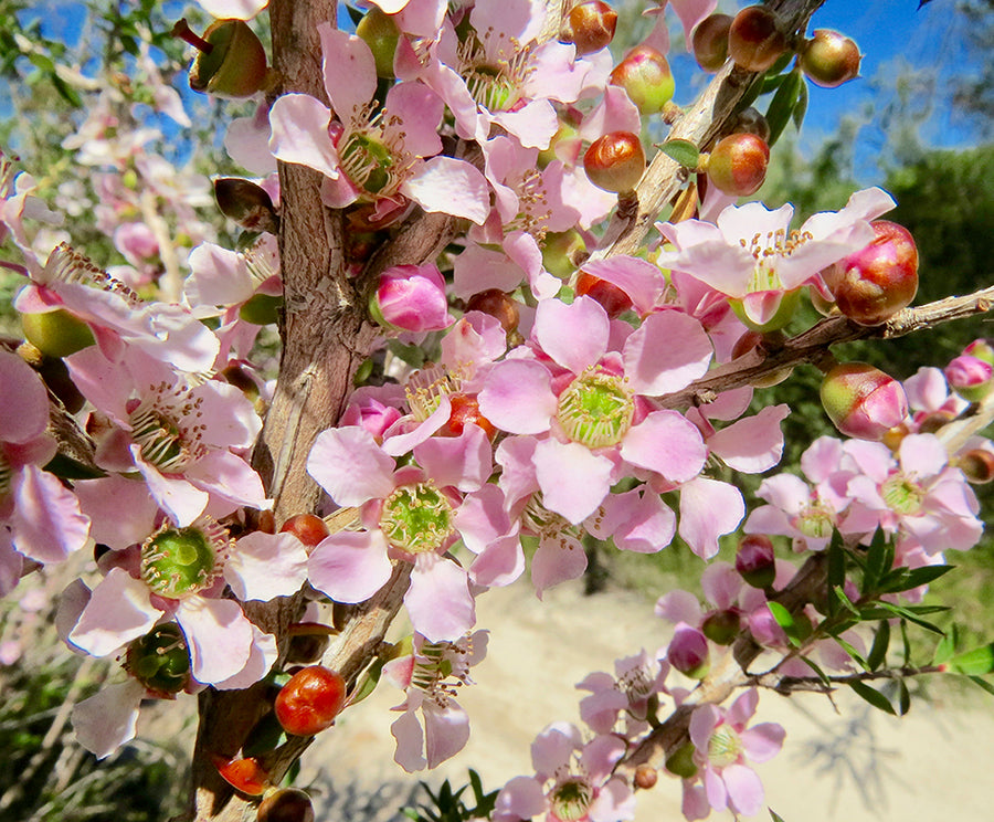 Peach-Flowered Tea-Tree