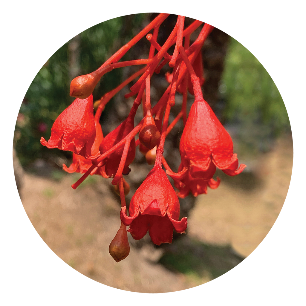 Illawarra Flame Tree Australia Australian Bush Flower Essences