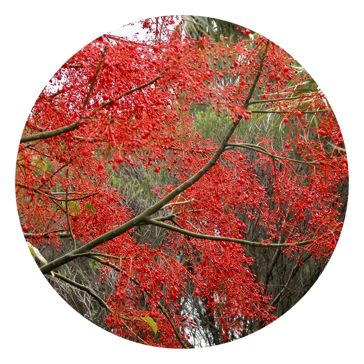 Illawarra Flame Tree - Australia