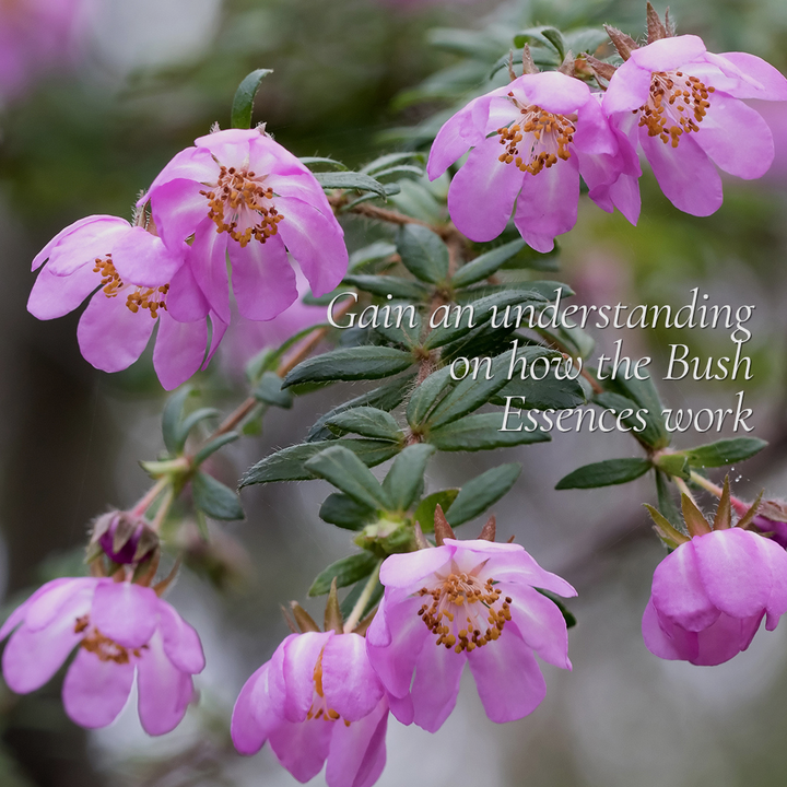 Introduction to Australian Bush Flower Essences - Online