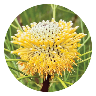 Isopogon - Australia