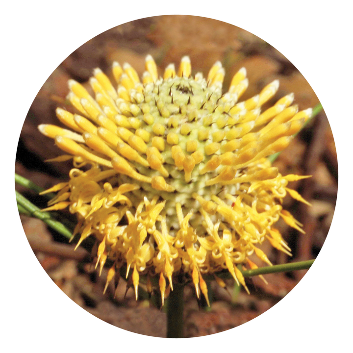 Isopogon - Australia