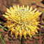 Isopogon - Australia