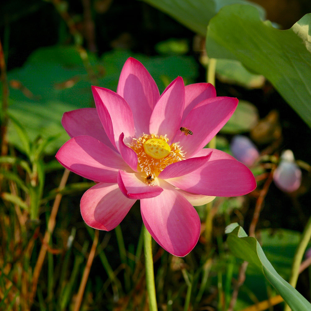 Ian's January 2026 Video Newsletter