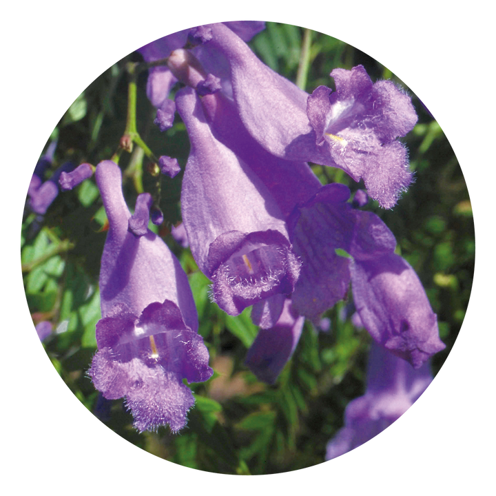 Jacaranda Essence is ideal for individuals who feel scattered and frequently change their plans, this essence promotes concentration and steadiness, distinguishing itself from Sundew, which addresses more dream-like, unfocused states.