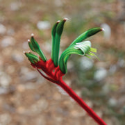 Kangaroo Paw - Australia