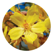 Kapok Bush - Australia