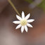 Little Flannel Flower - Australia