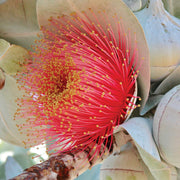 Macrocarpa - Australia