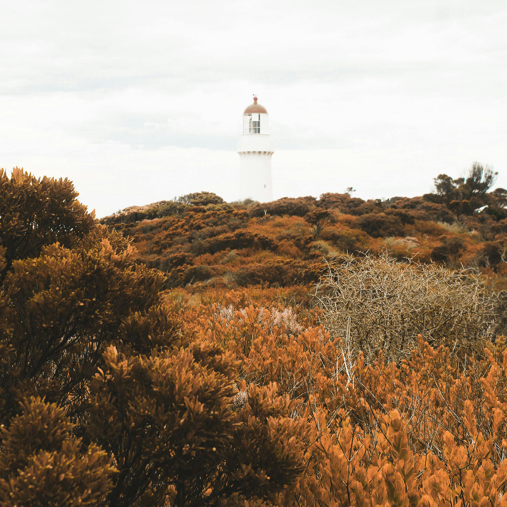 Get ready for the change in season with the Bush Essences