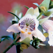 Mint Bush - Australia
