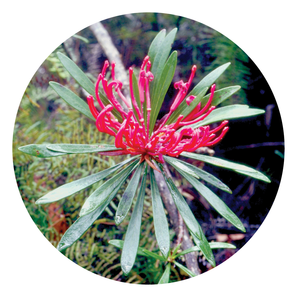 Monga Waratah - Australia – Australian Bush Flower Essences