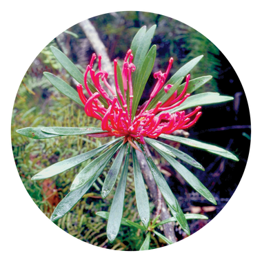 Monga Waratah - Australia