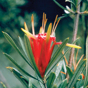 Mountain Devil - Australia