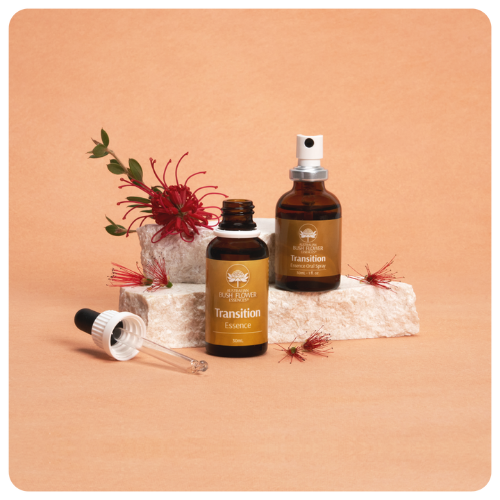 Transition Essence Bundle