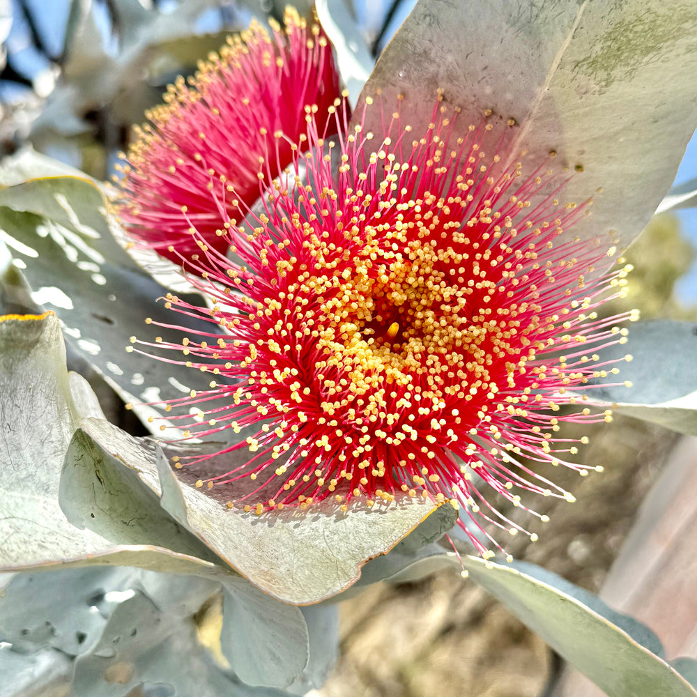 Ian's November Video Newsletter 2025