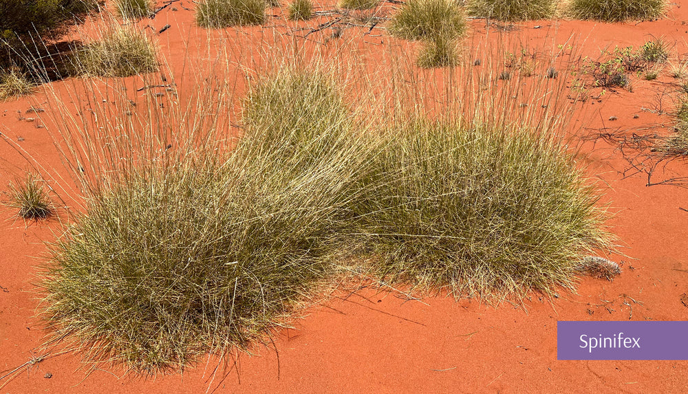Spinifex