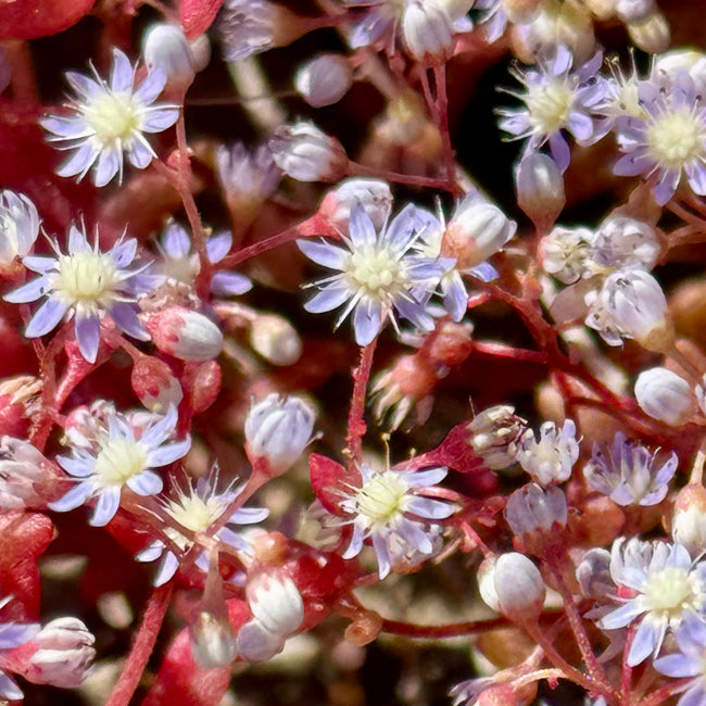 Sedum