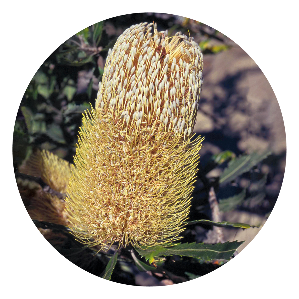 Old Man Banksia Australia Australian Bush Flower Essences