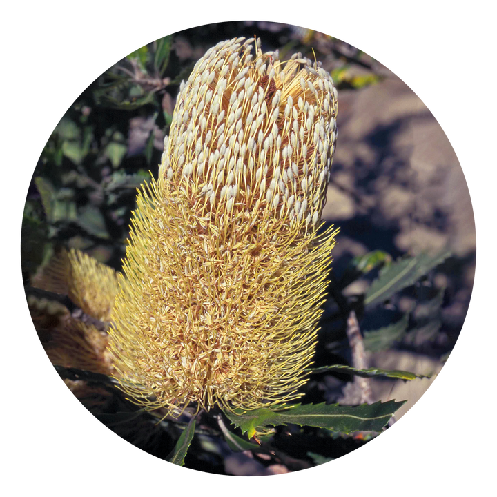 Old Man Banksia - Australia