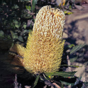 Old Man Banksia - Australia