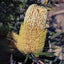 Old Man Banksia - Australia