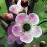 Peach-flowered Tea-tree