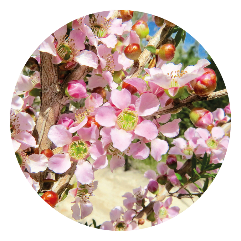 Peach-flowered Tea-tree - Australia