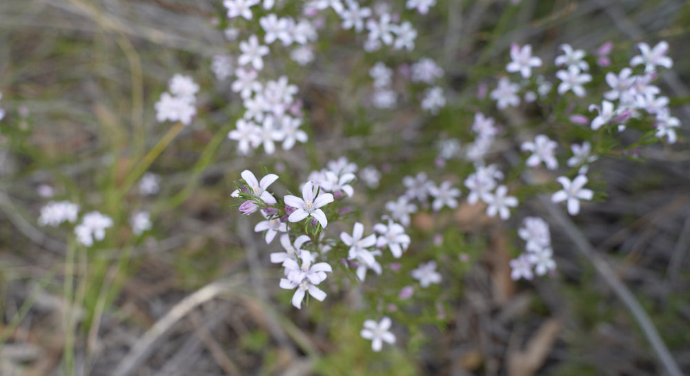 Philotheca