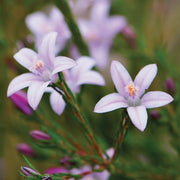 Philotheca - Australia