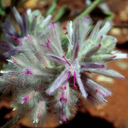 Pink Mulla Mulla - Australia