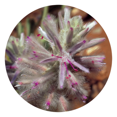 Pink Mulla Mulla - Australia